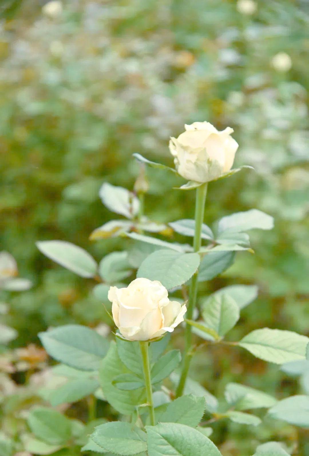 详细阅读:蜂桃(蜂桃啤鹿) 蜂桃(蜂桃啤鹿)